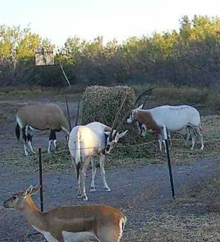 We do have specials running on several different exotic animals to choose from including axis, scimitar, Japanese sika, and scimbok.