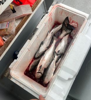 Hook of the day: Salmon fishing!