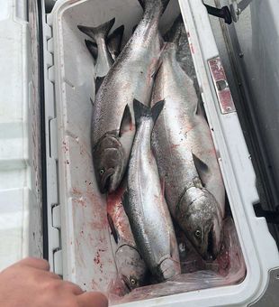 Loaded cooler of chunky Chinook Salmon—epic!