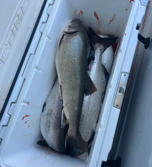 Cooler packed with hefty Lake Trout and Salmon