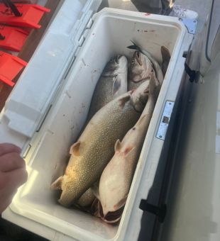 Loaded Lake Trout