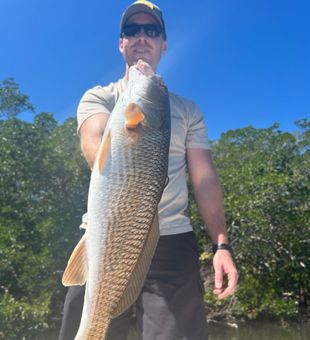 Inshore action near the mangroves