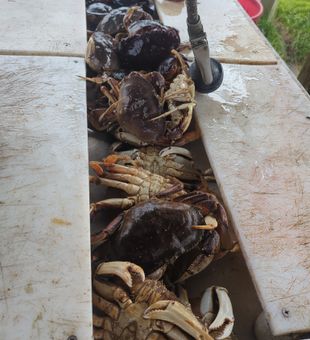 Crab pots stacked and ready