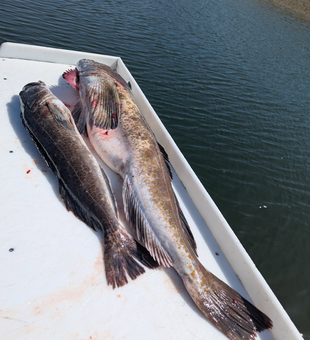 Guided Lingcod Trips All Season