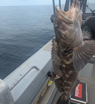 Grouper Catch - Roseburg, OR.