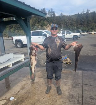 Lingcods are here - Roseburg, OR.