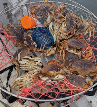 Crab Stack - Roseburg, OR.