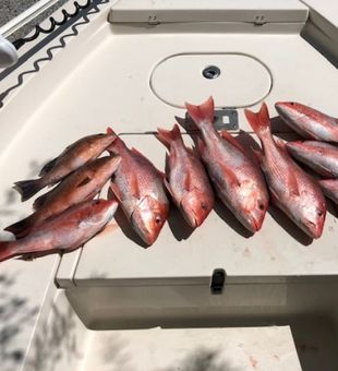 Top-Rated Fishing Charters FL, Snapper Fish Bounty