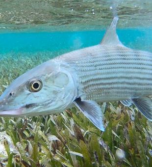Tavernier bonefish cruising the crystal clear shallows perfectly.