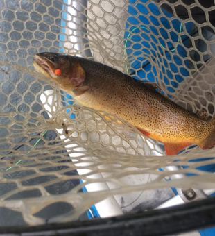 Beautiful cutthroat trout landed in Tavernier!