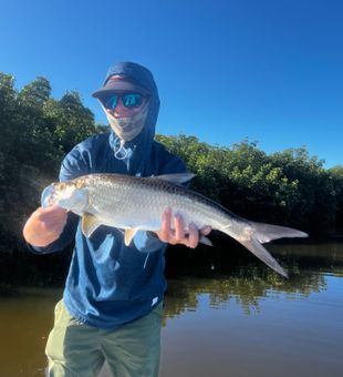 Beautiful Tavernier tarpon from the shallow mangroves!