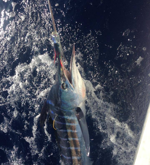 Catch Marlin in Kona Today