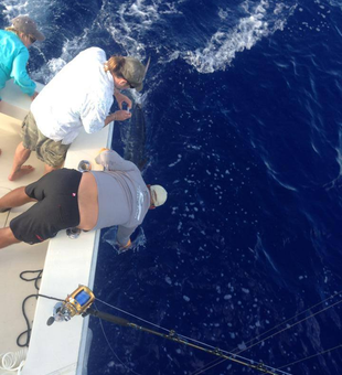 Kona Big Game Fishing Adventures