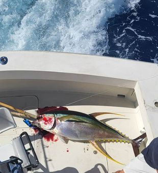 Beautiful yellowfin tuna landed in Kailua-Kona waters!