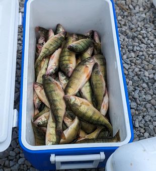 Loaded yellow perch cooler catch