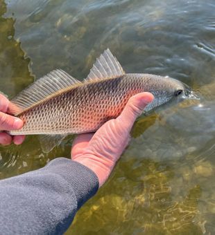 Catch and release! #Redfish