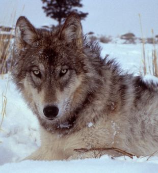 Canada Wolf Hunts 