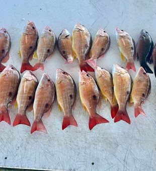 Solid snapper fishing with a full mixed snapper box
