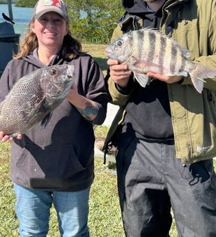 Vero Beach sheepshead making for great fishing action!