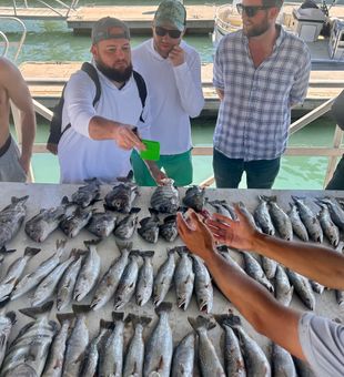 Epic sheepshead and squeteague haul in Vero Beach!
