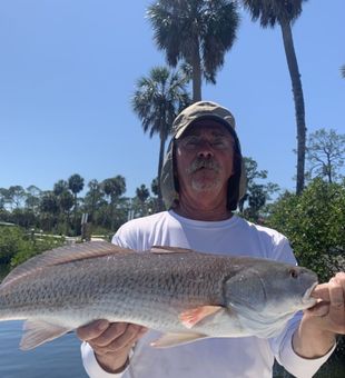Redfish from the shallows - Bayport, FL.
