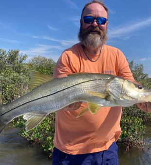 Beautiful Spring Hill snook from the mangroves!