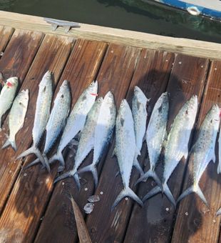 Loaded dockside catch!
