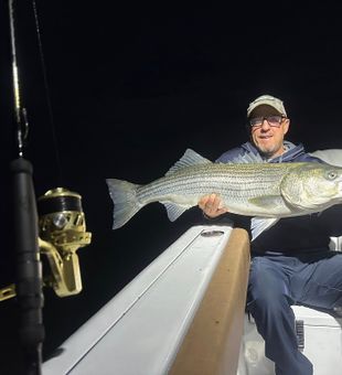 Huge Striped Bass Reeled! -Wells, ME.