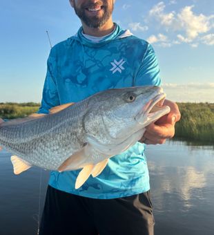 Beautiful New Orleans redfish showing off those copper colors!