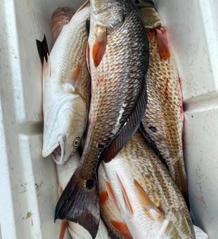 Fishing fun in New Orleans style