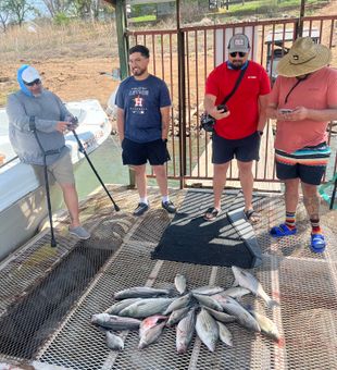 Striper showdown on Lake Buchanan!