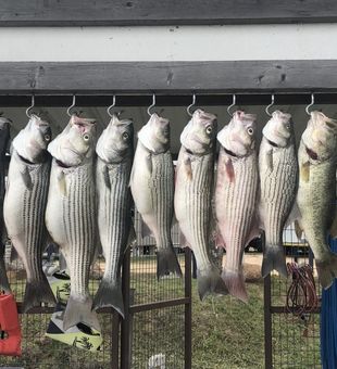 Striped Bass and more in Lake Buchanan!