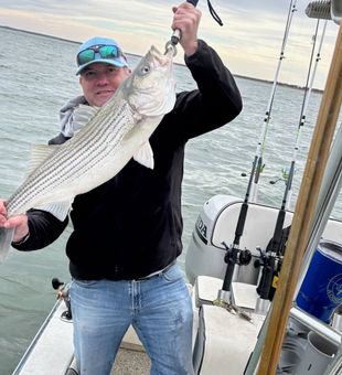 Bold Striped Bass Catch