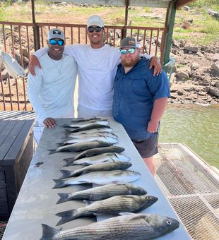 Hot Lake Buchanan bite with a full striper lineup!
