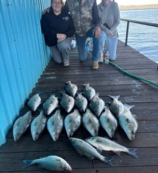 Impressive Striped Bass Haul