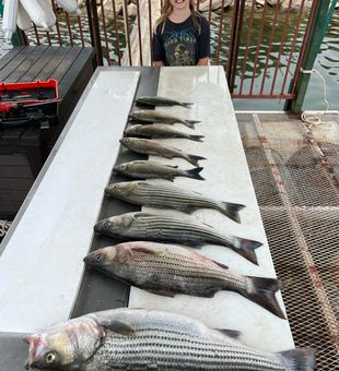 Solid Lake Buchanan striper haul for this young pro!