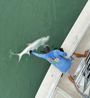 Tarpon Bounty Captured In Florida Waters