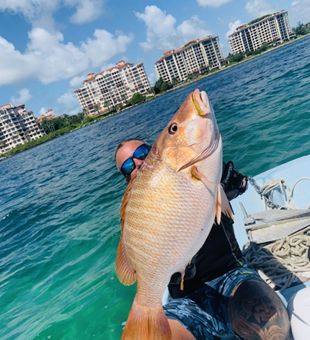 Mutton Snapper Delights In Florida