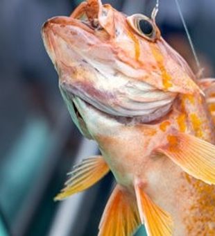 The elusive Canary Rockfish!