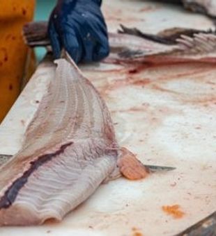 From the rod to the table! Bodega bay catch!