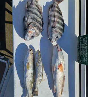 Great catch: Sheepshead and speckled trout!