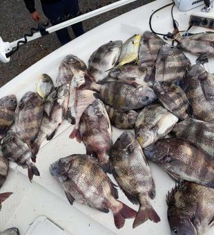 Loaded with Black Drum aboard!