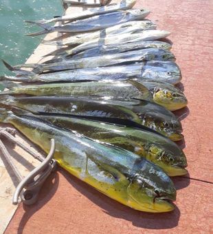 Got a bunch of Mahi Mahi from Destin, FL