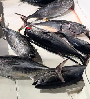 Loaded Bluefin tuna deck spread