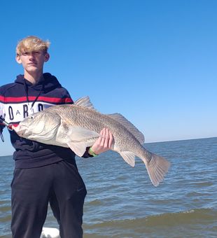 Angling for Black Drum: Thrills Await! 