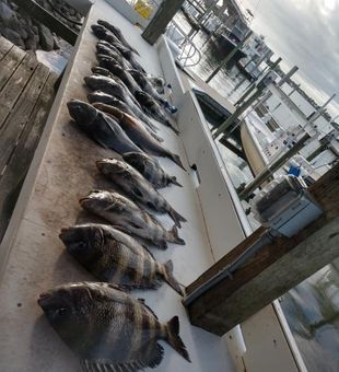 Sheepshead Fishing Adventures Await!