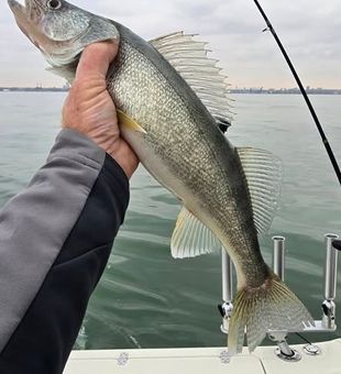 Lake Erie charter fishing for trophy walleye.