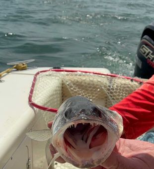 Nice walleye from Lakeside Marblehead OH waters!