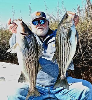 Solid Striped Bass Pair