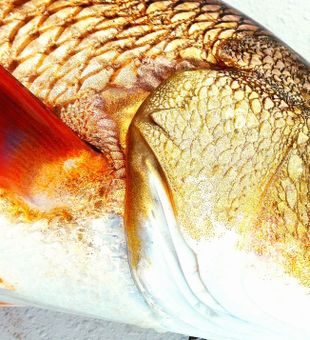Vibrant Redfish Detail